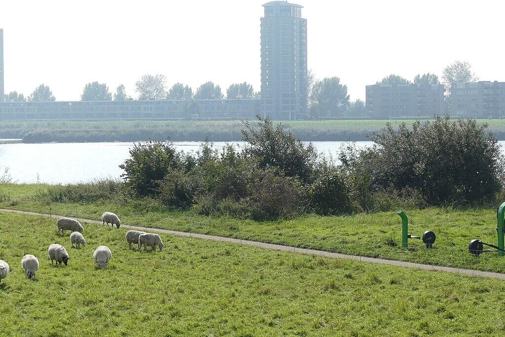  Schapen naij de Oude Maas in de wijk de Meeuwenplaat, G. Lanting