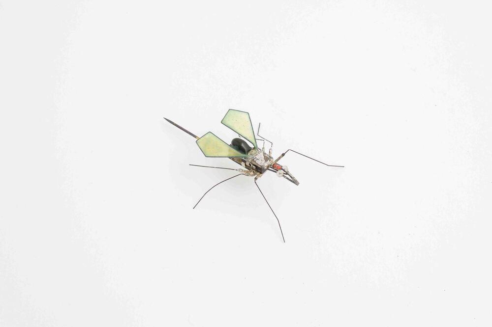 Insektbroche