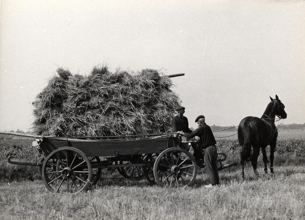 Binnenhalen van rogge, Staphorst, 1944