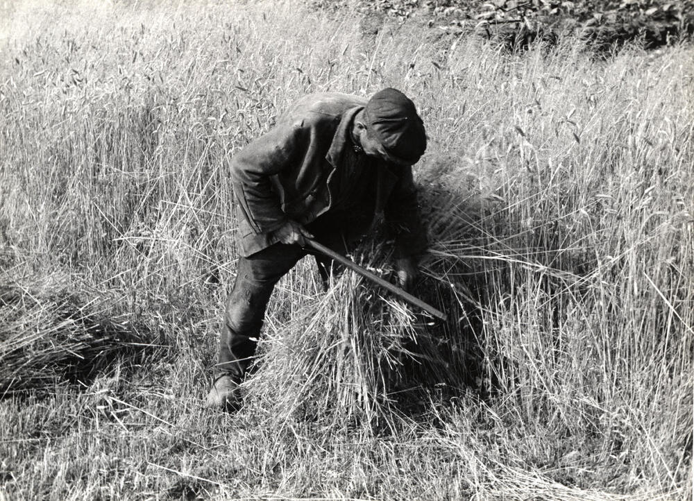 Binden van rogge, Staphorst, 1944