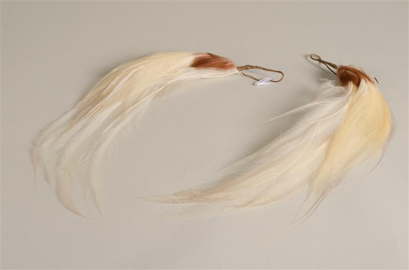 Twee paradijsvogelveren