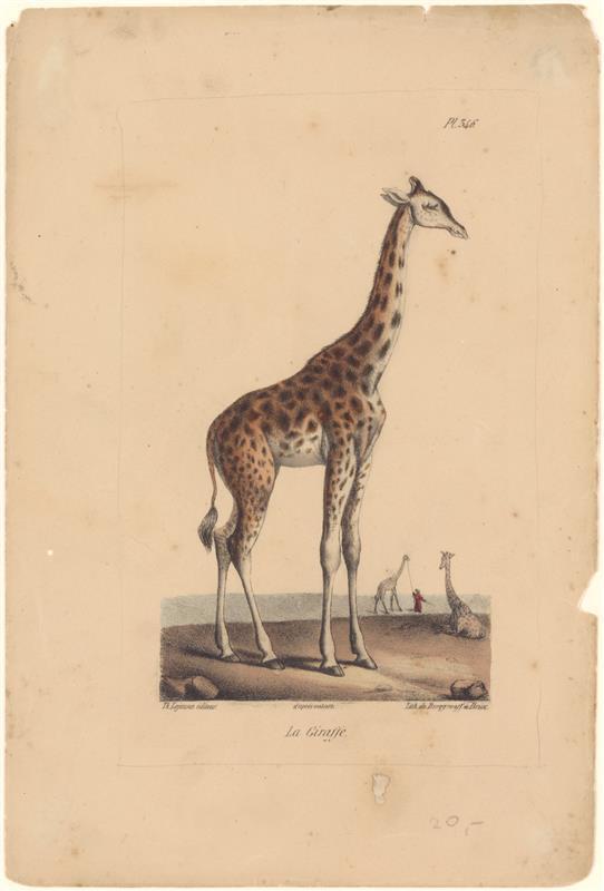 Prent, La Giraffe