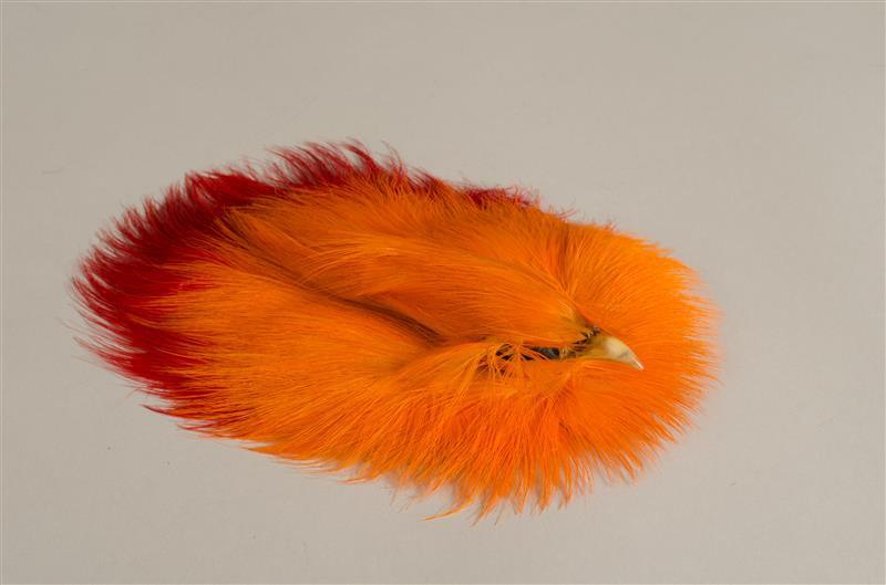 Vogelkop