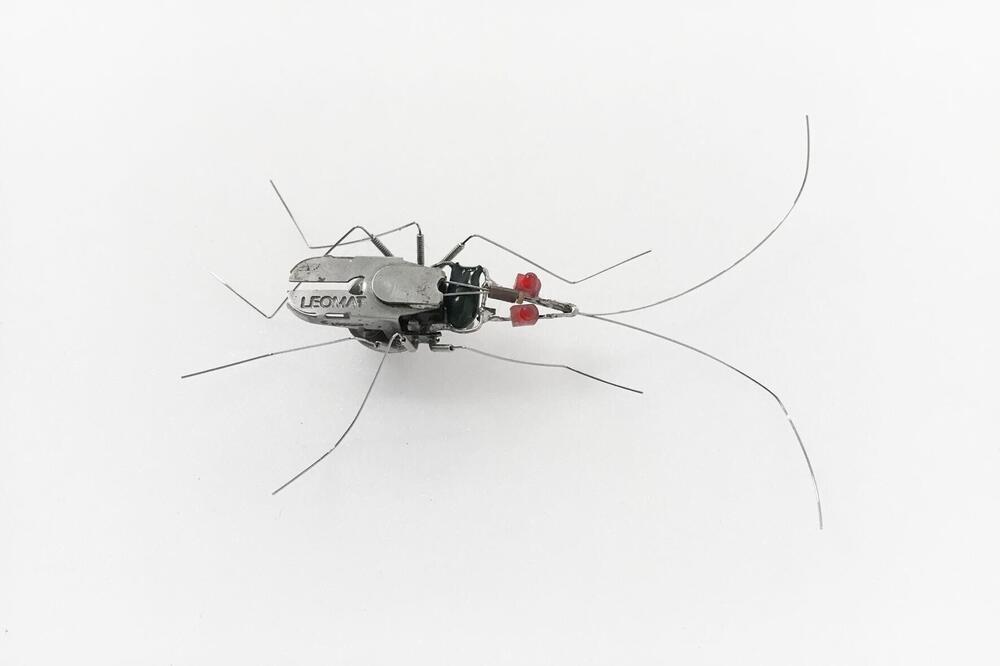 Small Insectoidea