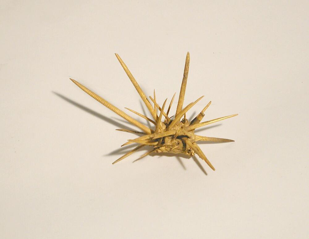 zonder titel (echino cactus)