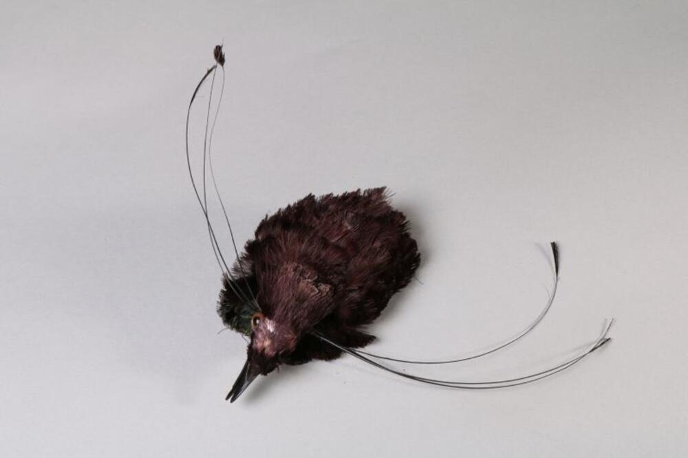Hoedgarnituur van vogelhoofd in zwarte en grijze veren