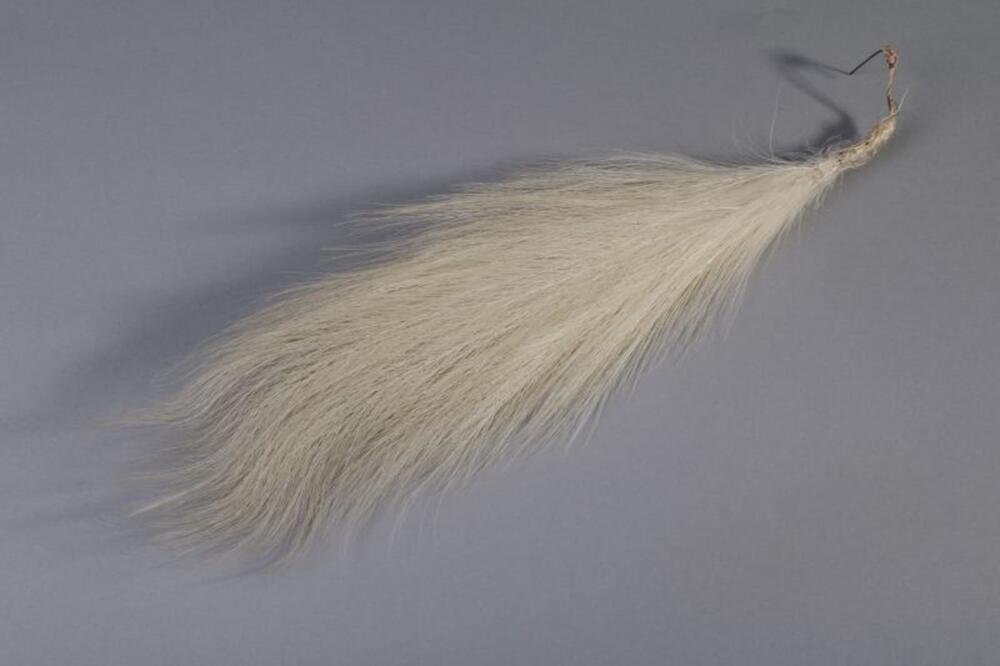 Witte pluim
