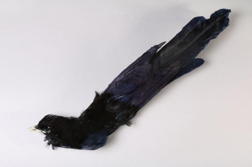 Hoedgarnituur in de vorm van een vogel in blauwe en zwarte veren