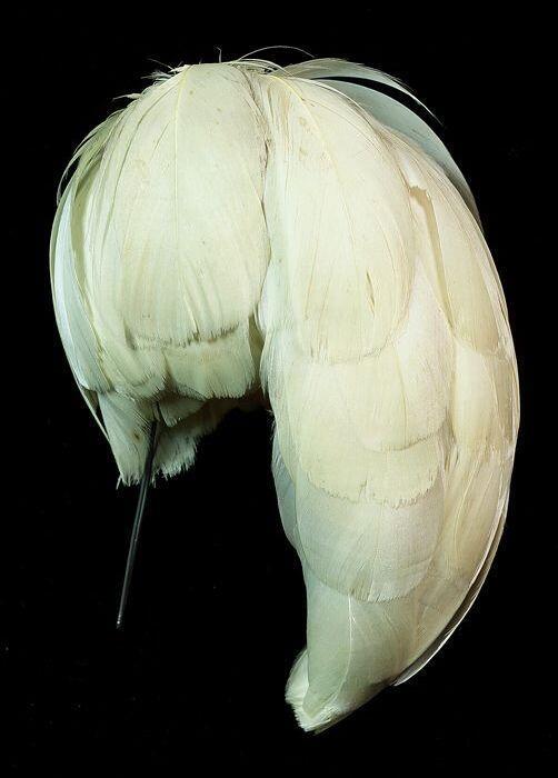 Pluim of panache, afhangende witte hanenveren op een metalen draad, KNIL