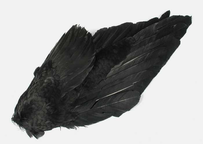 Veren hoedencorsage: grote vleugel van geverfde zwarte veren met bevestigingspen van metaaldraad