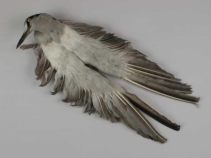 Veren hoedencorsage bestaande uit een vogelkop en twee grijze vleugels op een gazen ondergrond en…