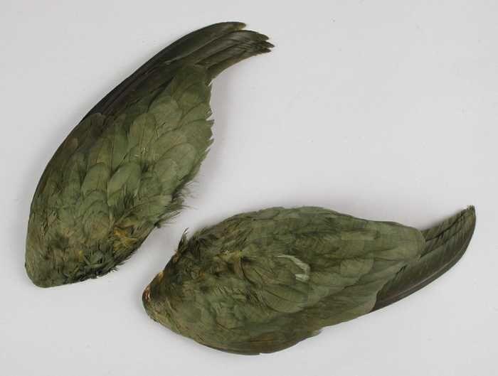 Verendecoratie, paar groene papegaaienvleugels