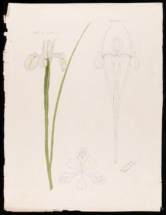 Drie tekeningen van een iris en gestileerde details, in inkt en aquarel op ivoorkleurig papier,…