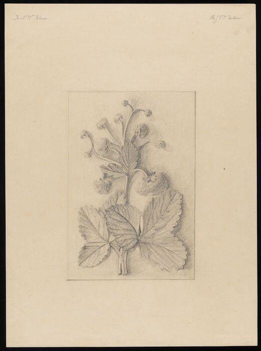 Tekening van een aardbeiplant, potlood op ivoorkleurig papier, proefstuk IMR