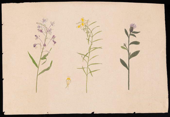 Drie tekeningen in inkt en aquarel van verschillende planten, proefstuk IMR