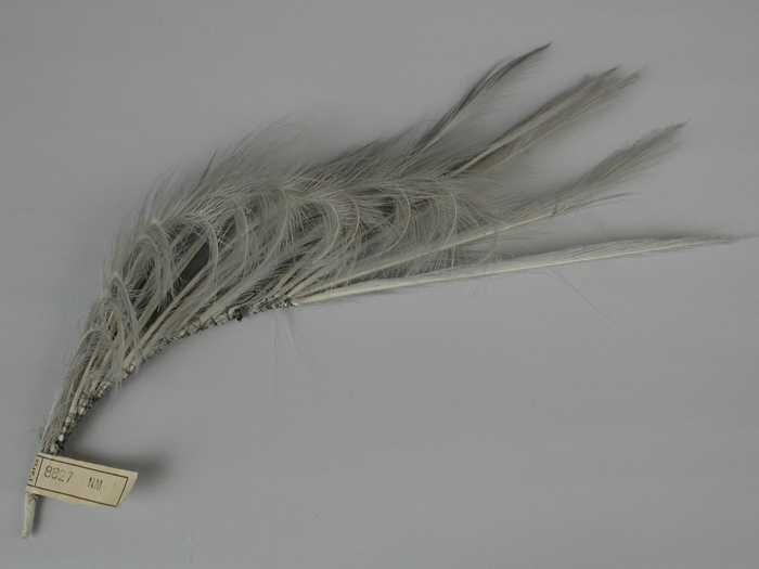 Veren hoedendecoratie of corsage, lichtgrijze veren (aigrettes?) bevestigd aan één schacht met de…