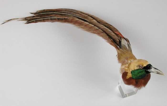 Verendecoratie, bestaande uit geel-groene vogelkop en lange veren aan de hals