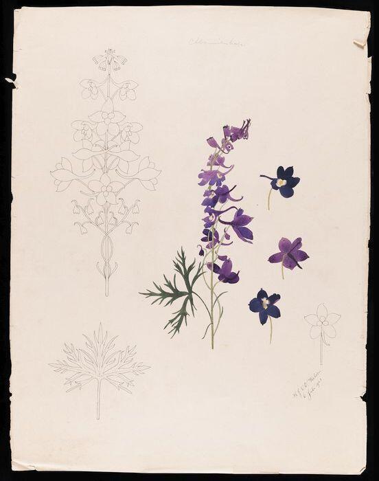 Zeven tekeningen van monnikskap en gestileerde details, in inkt en aquarel op ivoorkleurig papier,…