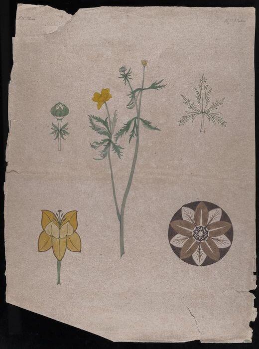 Vijf tekeningen van een boterbloem en details, in inkt en aquarel op grijs papier, proefstuk IMR