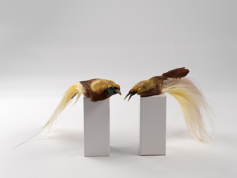 Paradijsvogels