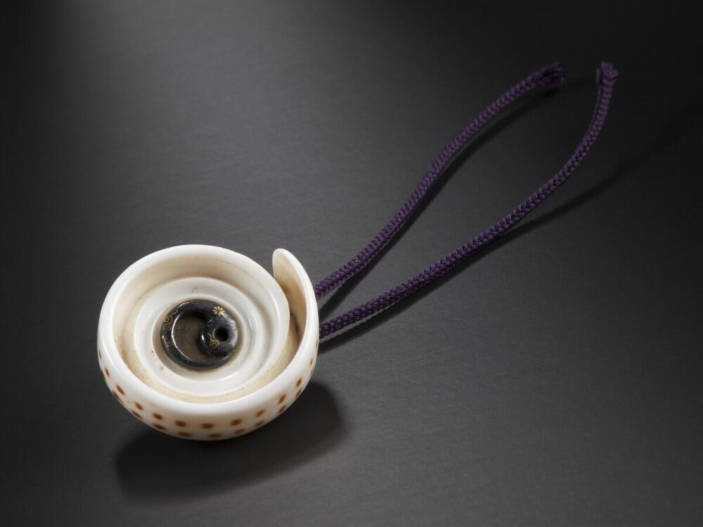 Manju netsuke: conusschelp
