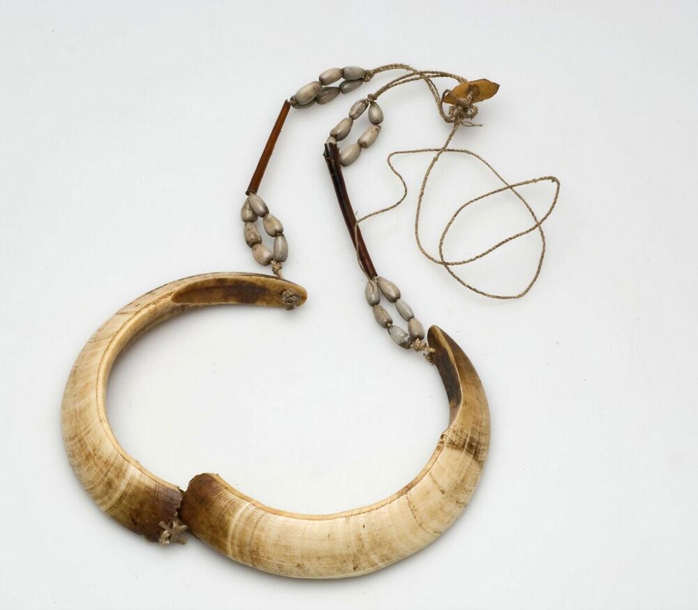 Armband van twee varkensslagtanden, plantaardige stengel en pitten