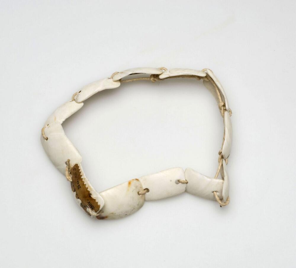 Bracelet made of shells