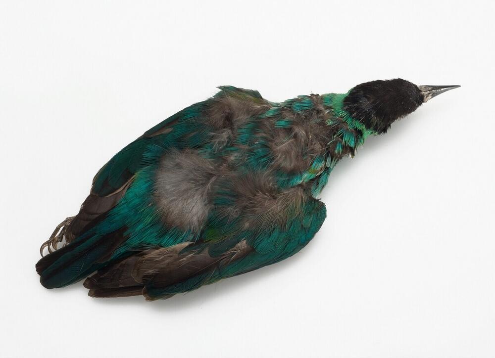 Kardinaalsvogel gebruikt als halssieraad