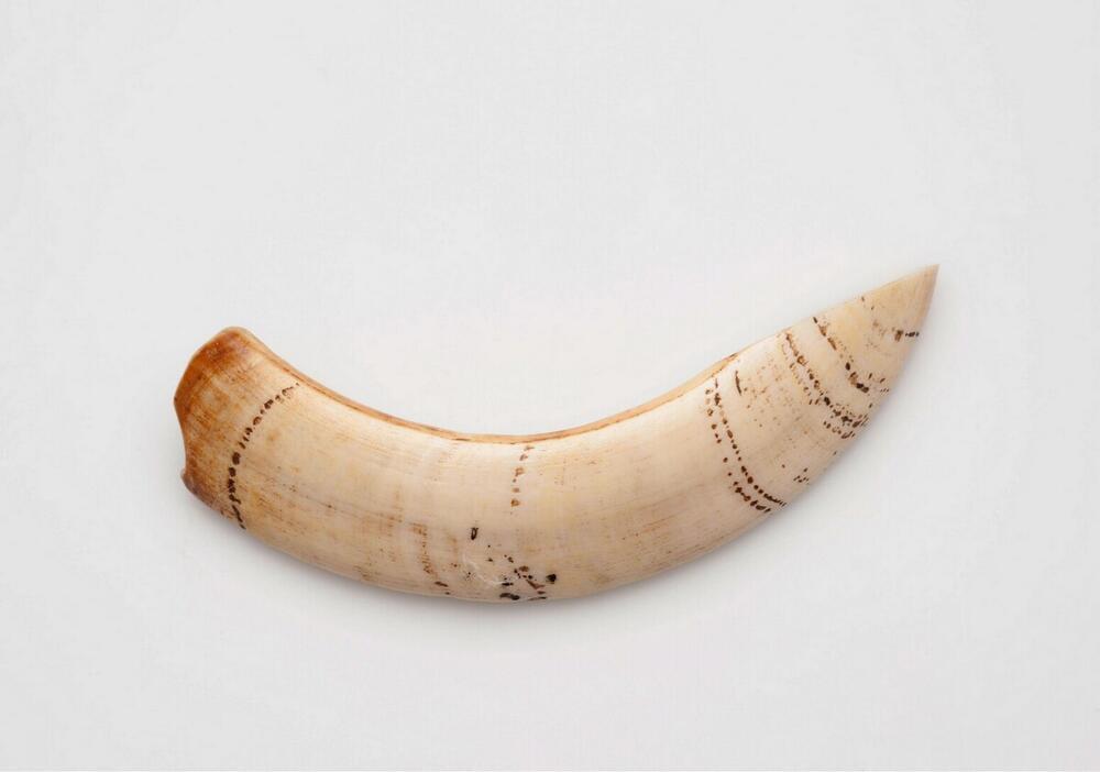 Slagtand van een wild varken