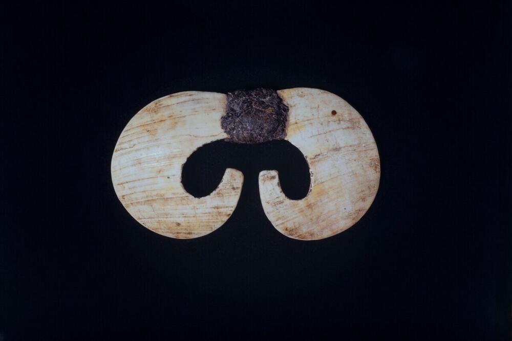 Nose ornament of shell