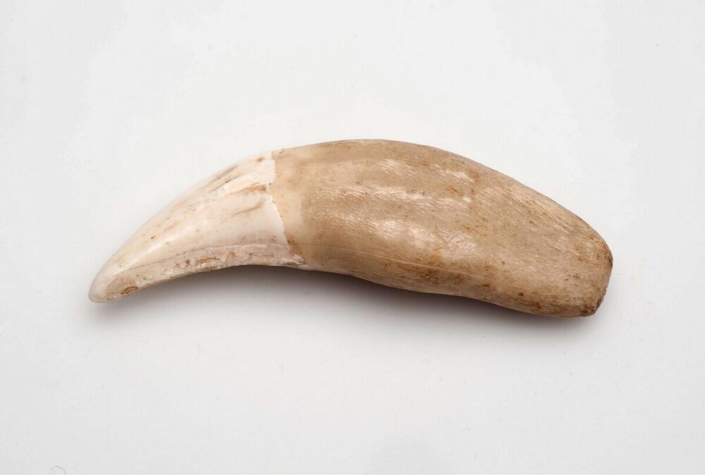 Dierentand, gebruikt voor sieraden