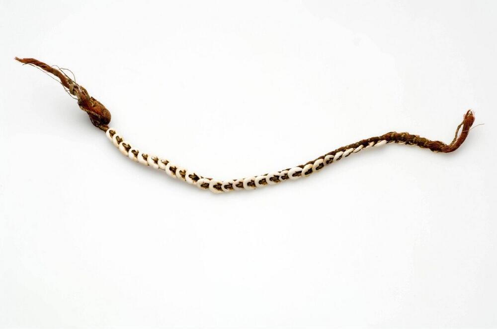 Knieband