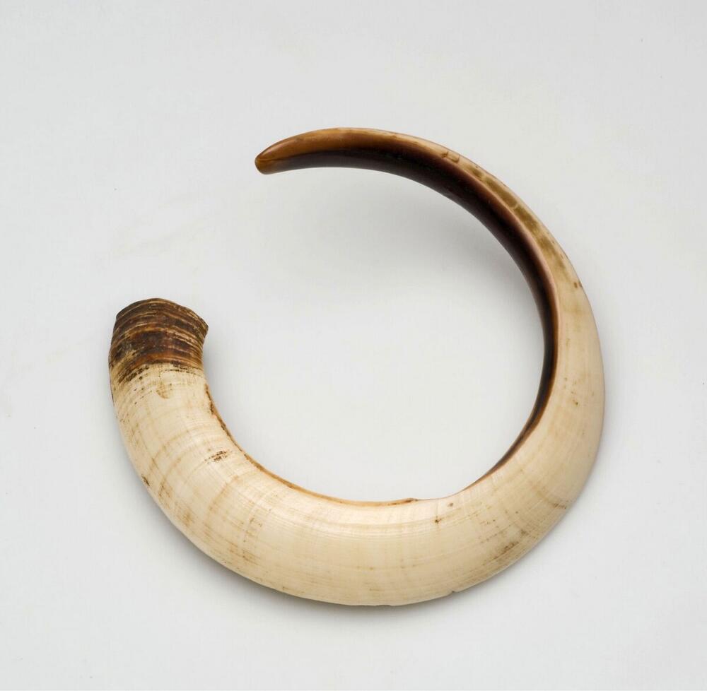 Armband van varkensslagtand
