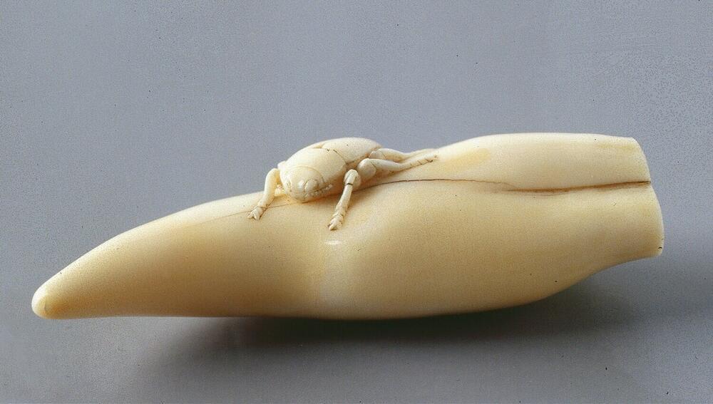 Beetle on a tusk