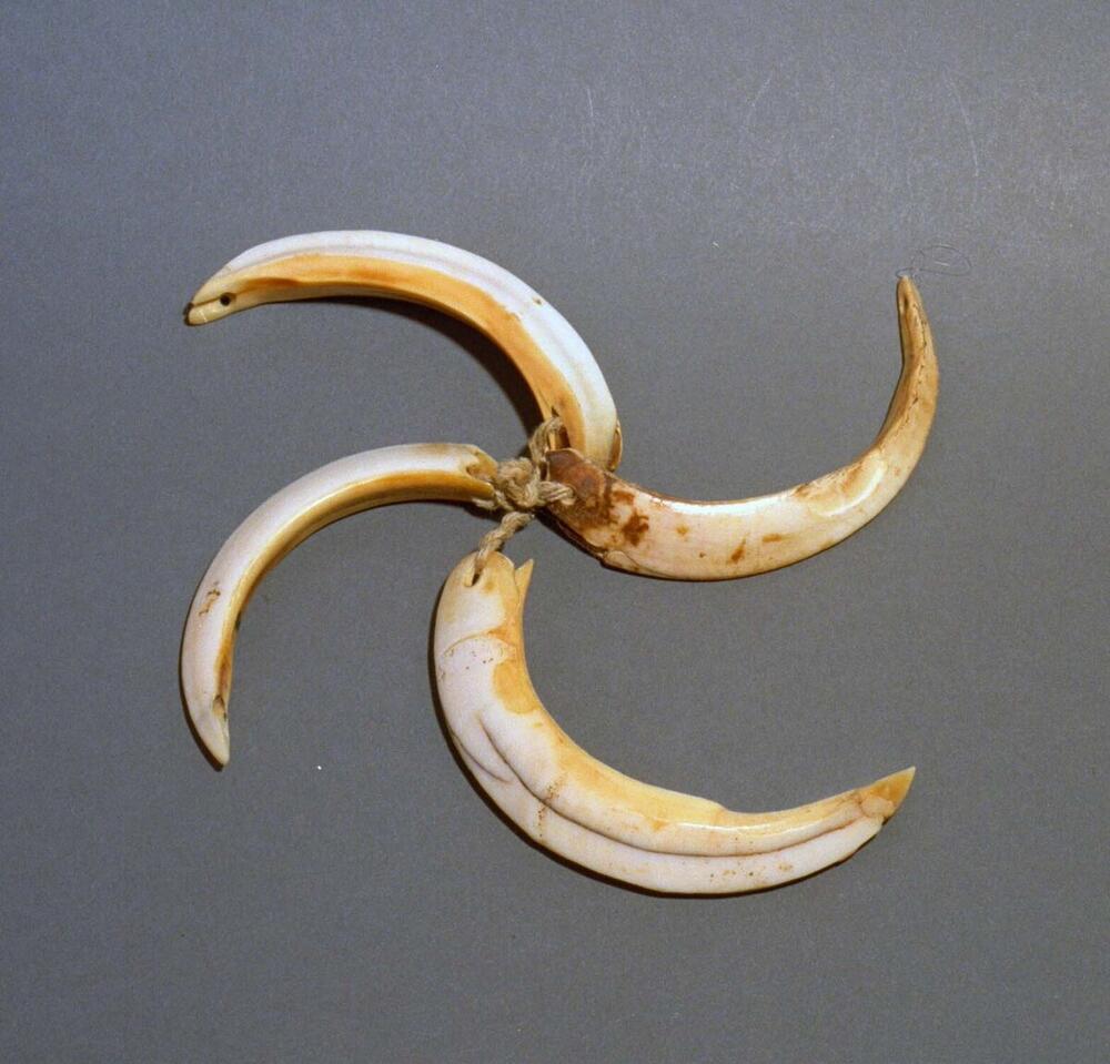 Varkensslagtanden voor het maken van een armband