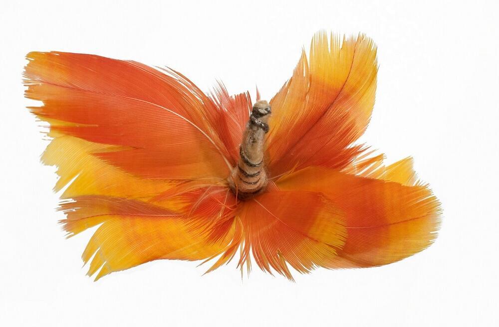 Wooden ear ornament with feathers and capybara tooth