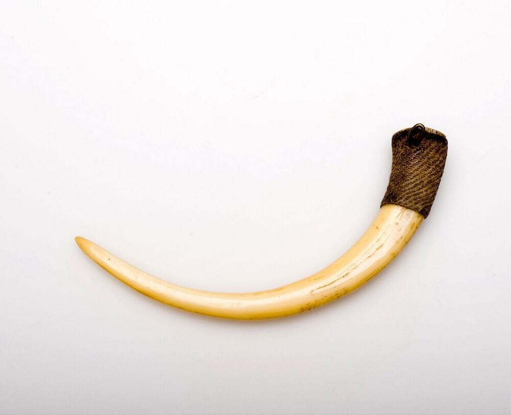 Hanger in de vorm van een slagtand van een wild varken