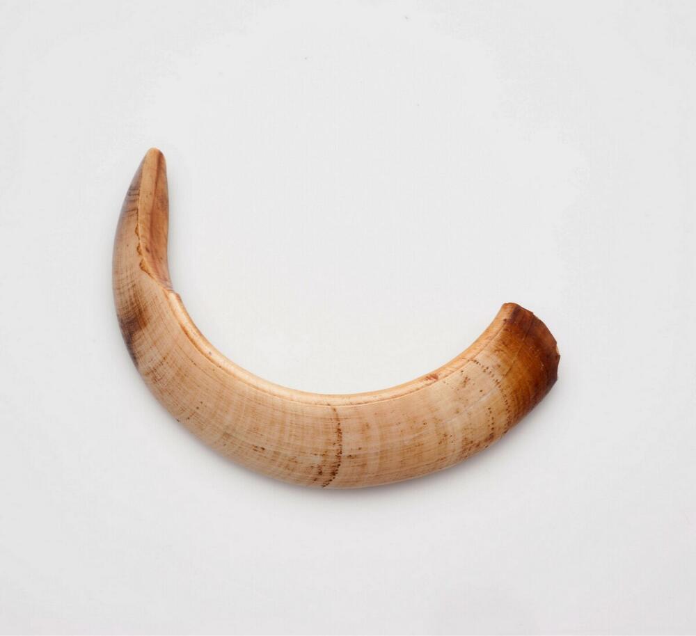 Halssieraad van varkensslagtand