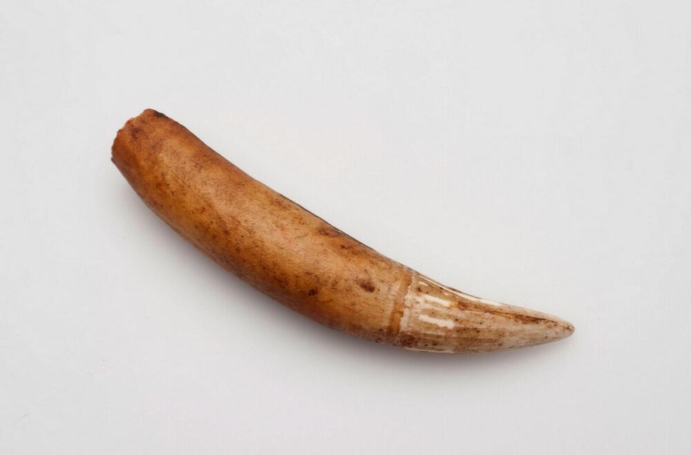 Krokodillentand, gebruikt als sieraad