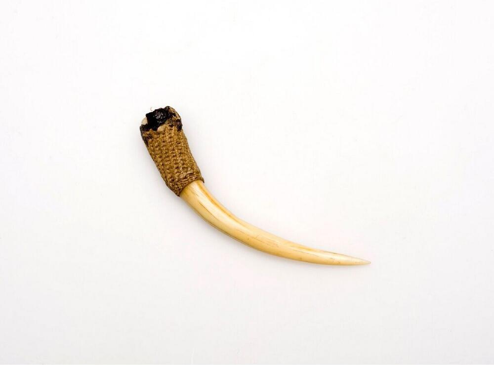 Hanger in de vorm van een slagtand van een wild varken