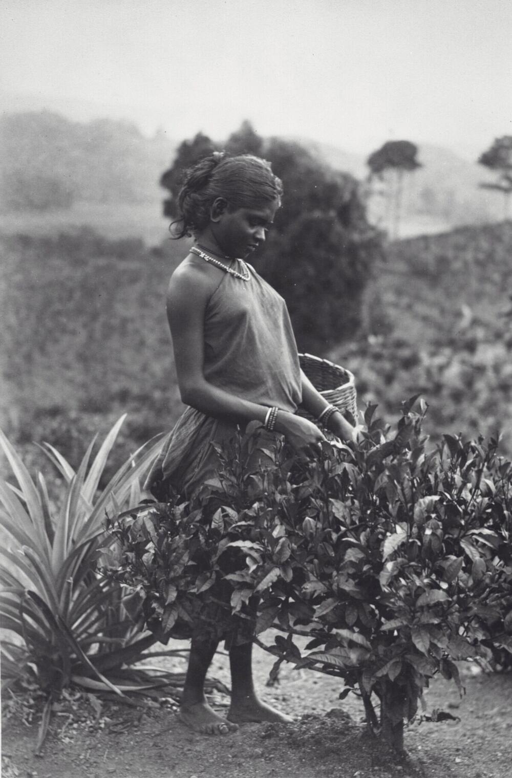 Een plukster aan het werk op een plantage, Ceylon