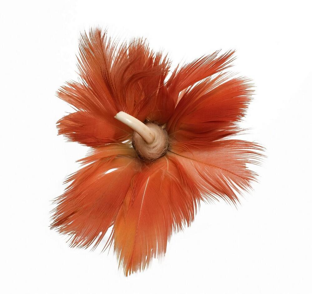 Wooden ear ornament with feathers and capybara tooth