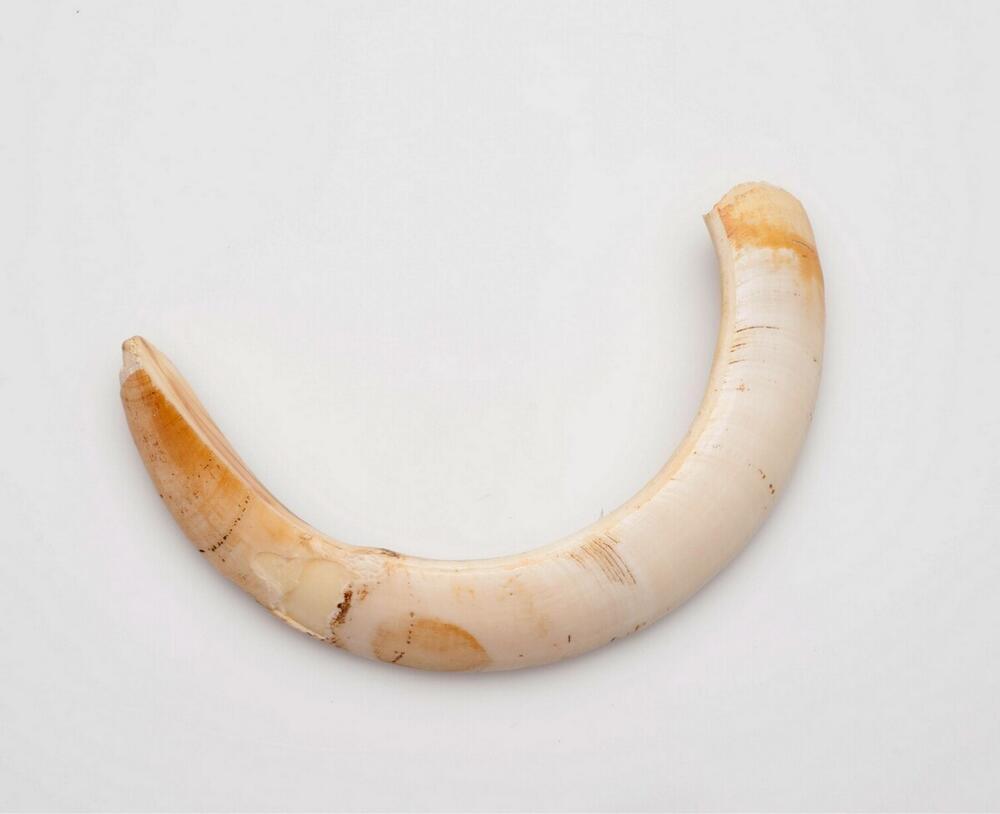 Varkensslagtand voor een armband
