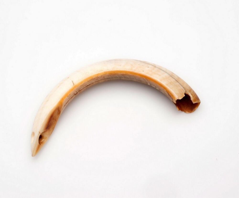 Halssieraad van varkensslagtand