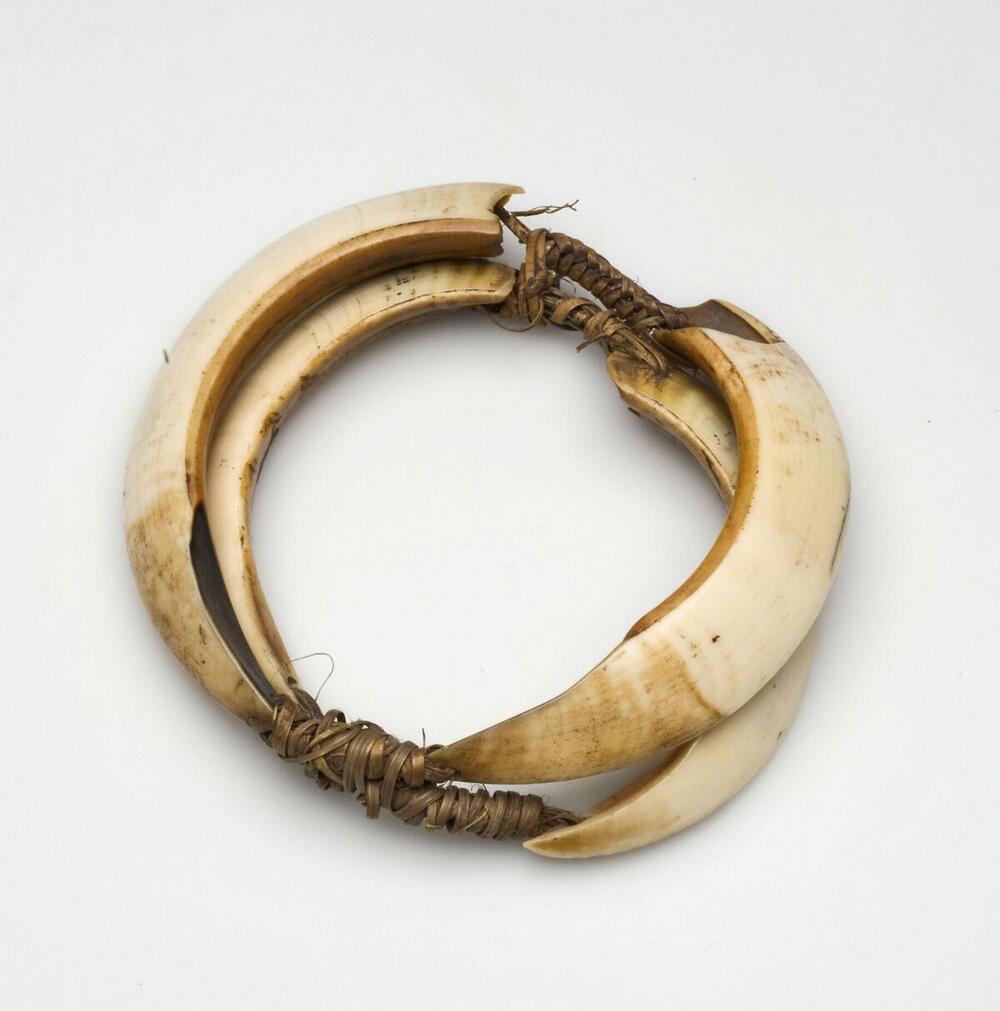 Armband van twee paar varkenslagtanden