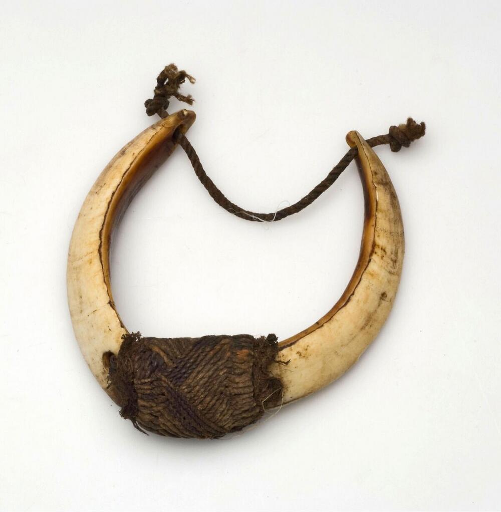 Armband van varkensslagtanden