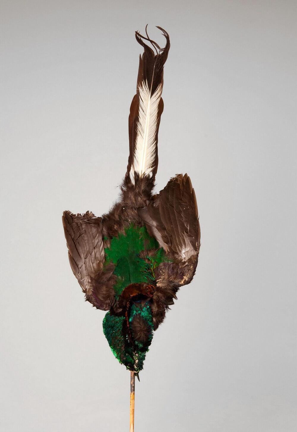 Headdress made of bird skin with feathers, worn on the forehead