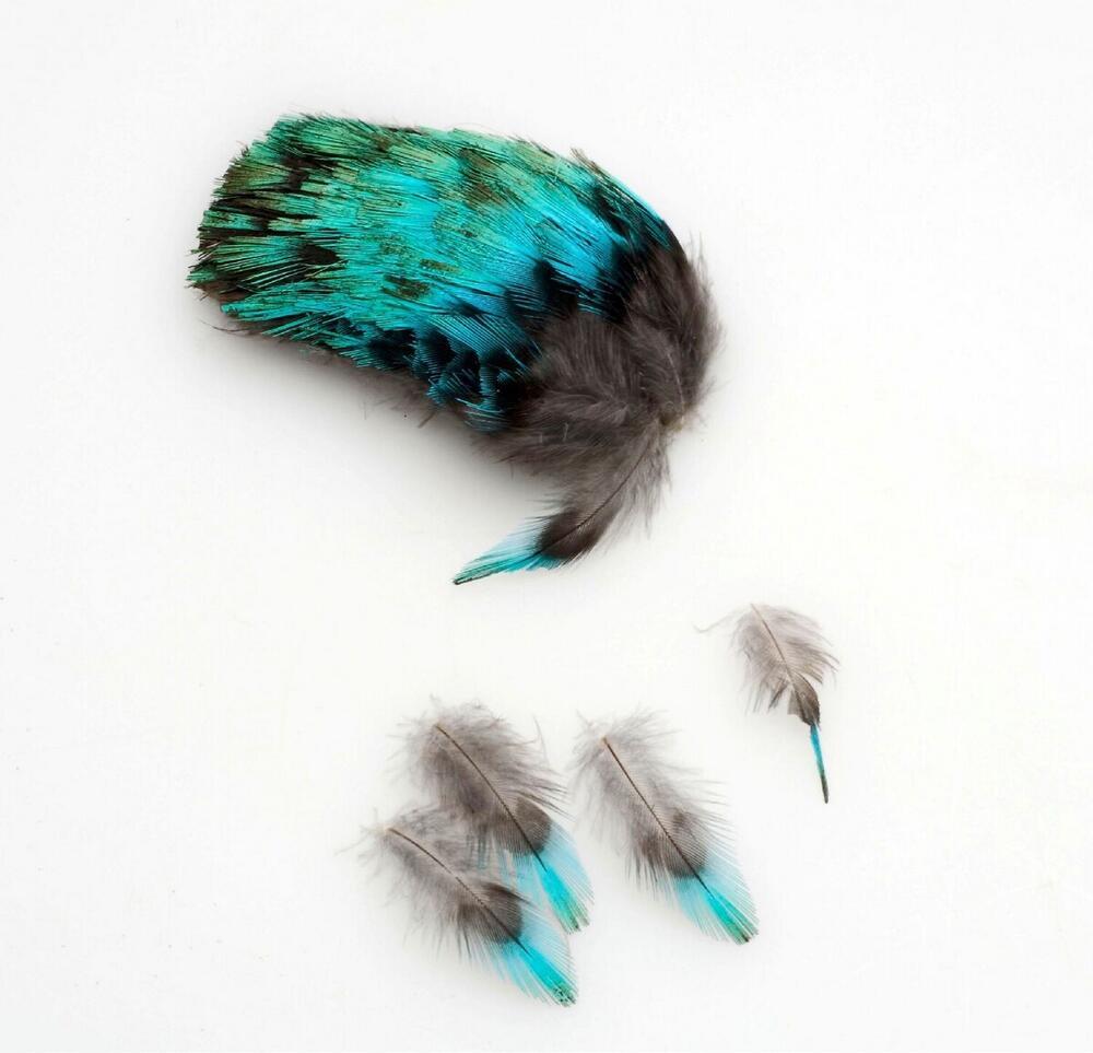 Ear decoration made of hummingbird feathers