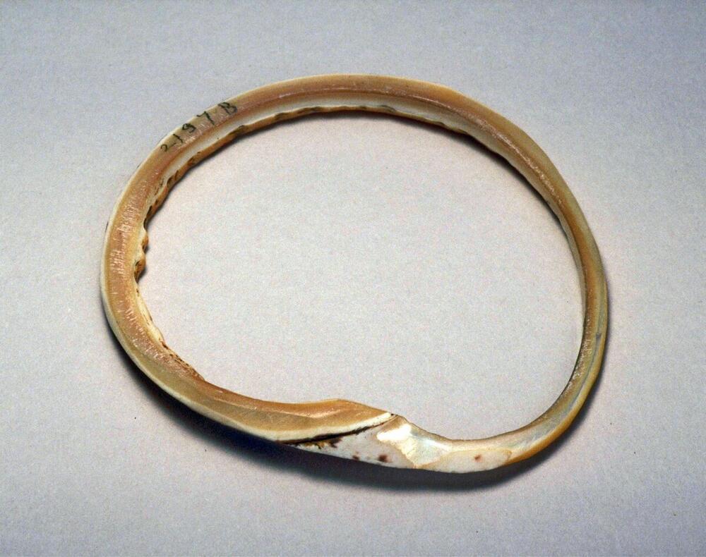Armband van conusschelp