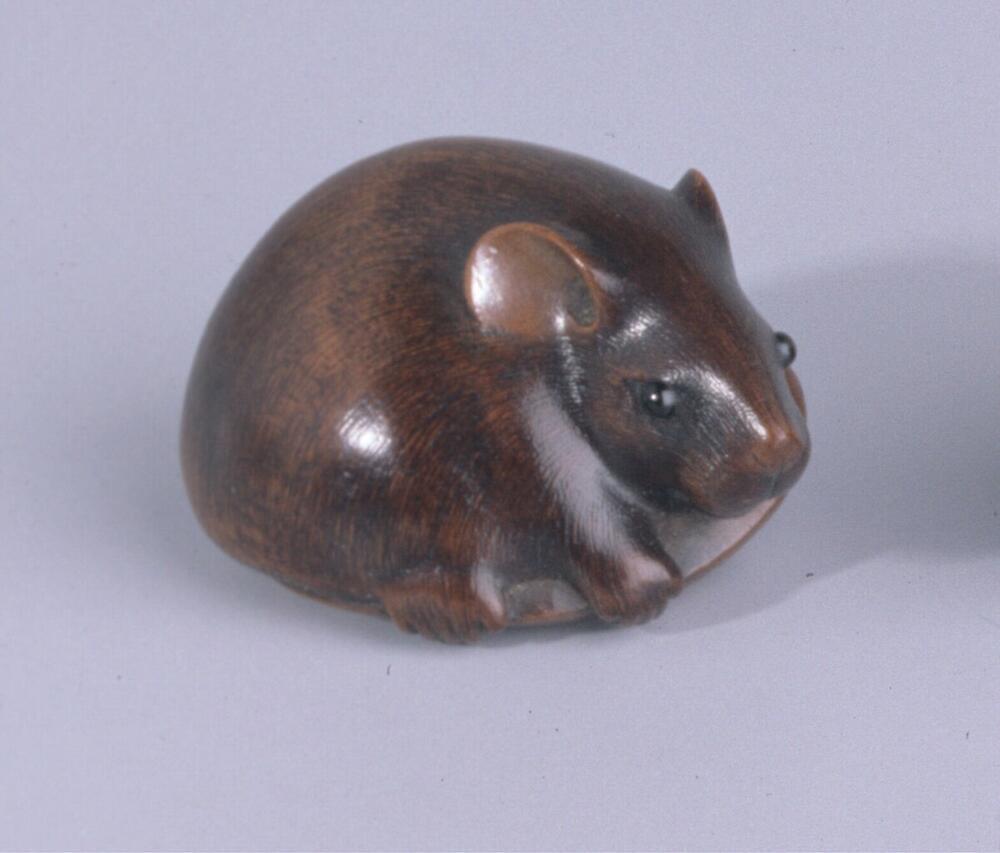 Rat met peulvrucht